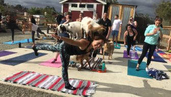 Goat Yoga Photo Courtesy of Goods and Goats Market San Juan Capistrano